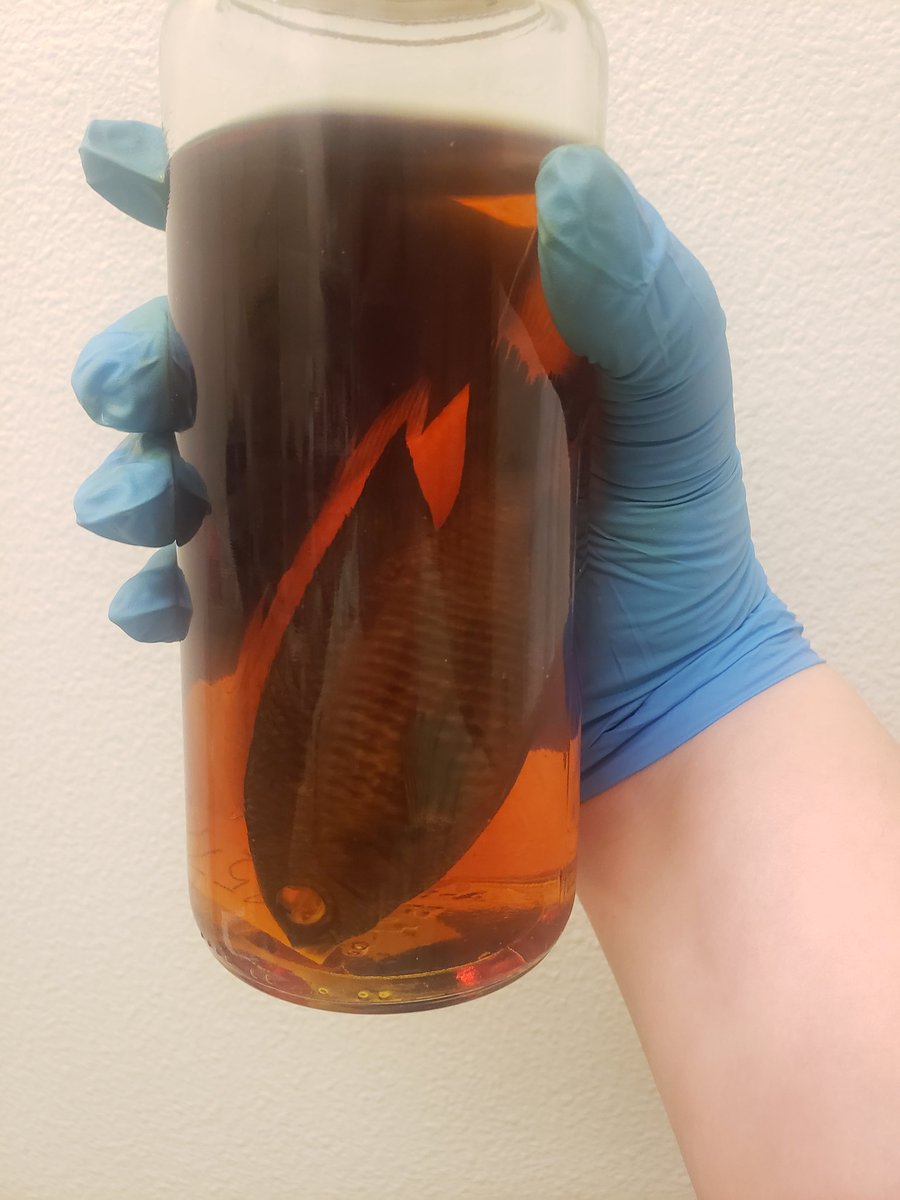 DiverDarien's tweet photo. #BioVizFHL apprenticeship week 5 was learning to CT scan and reconstruct the scans into 3D models. This week I scanned 12 ecologically diverse damselfish which will all be on #morphosource at somepoint, and now all the fish are in iodine stain for muscle tissue scans. https://t.co/SEW6N1qGw5