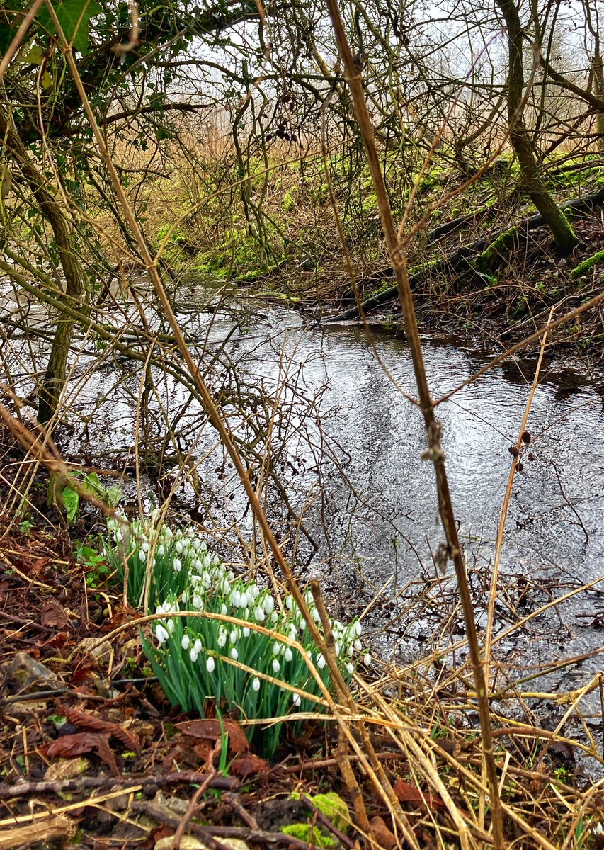 Snowdrops.
#chesham #chilterns #buckinghamshire #aonb #trees #winter #walking #10kaday #fitbit #exercise #pednor #countryside #countrylanes #pednorloop #cold  #countrylane  #chilternhills #morning 
#snowdrops #flowers #gate #river #floraandfauna