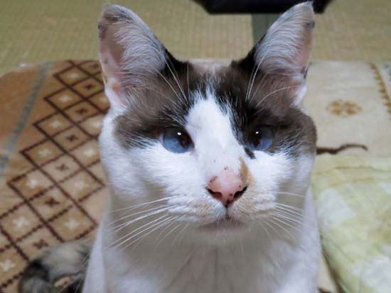 シャムネコ図鑑 三毛シャム キジ三毛シャム 黒三毛シャム Min T ミント