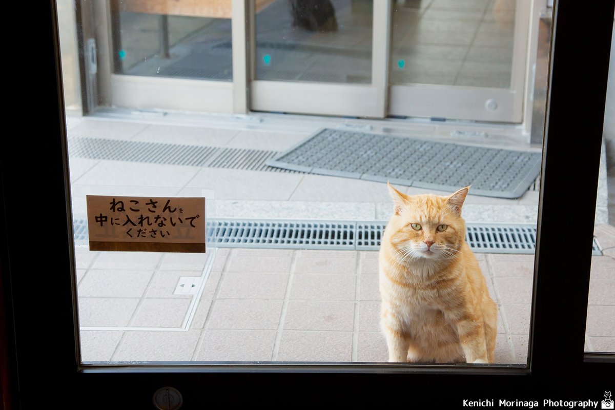 イギリスcomedy Pet Photoファイナリスト選出 インスタグラムフォロワー2 5万人 ネコ たちの哀愁ただよう後ろ姿がtiktokで人気でした これでフォロワーさん増えました
