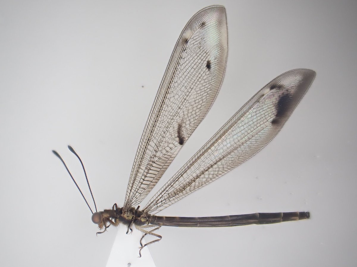 蜻蛉最大種】Palpares sp.アミメカゲロウウスバカゲロウトンボゼミセミ