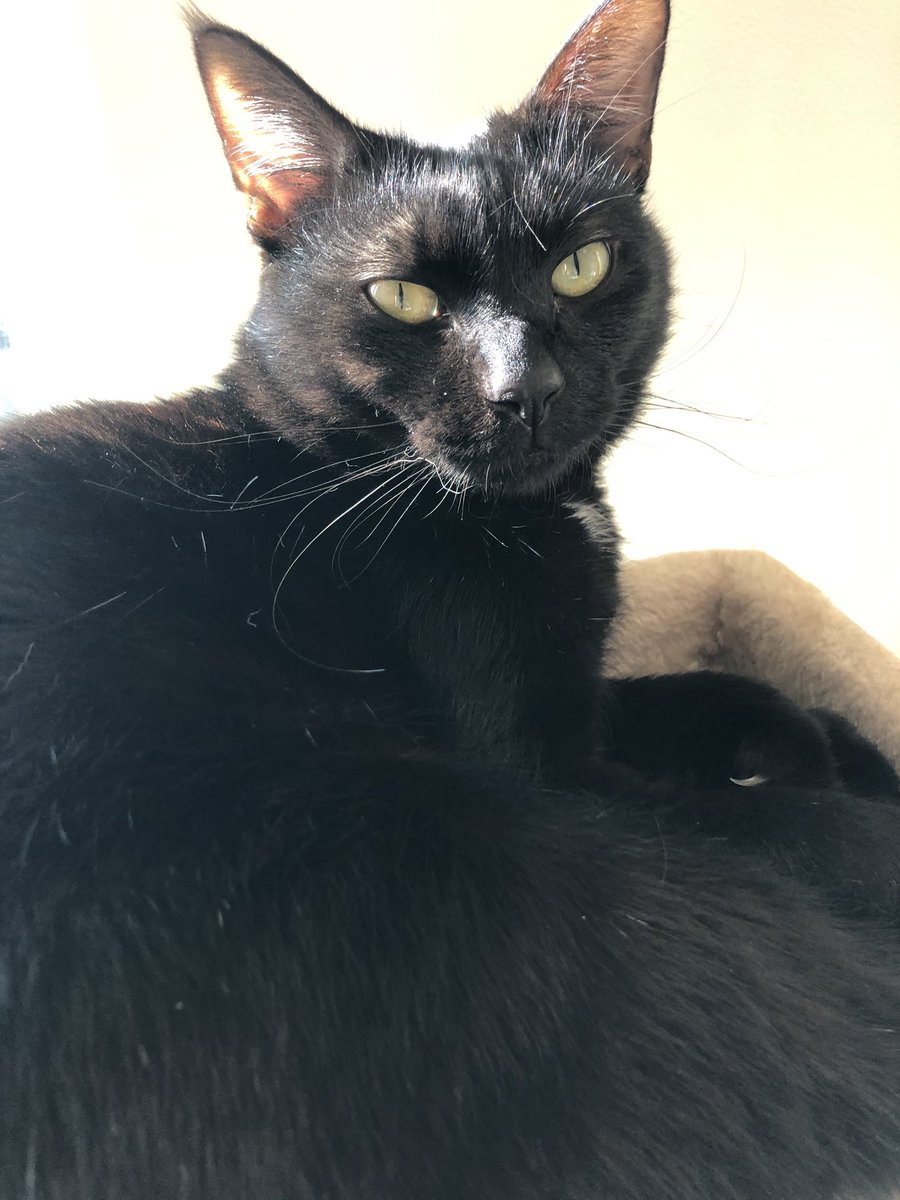 oreo_1107's tweet photo. お久しぶりです！
ずっとおれおの様子を呟けなくてすみません💦
おれおは日々元気に暴れています。
体も筋肉質になり、他のどの子よりも体つきがしっかり、男の子になりました✨でも甘えん坊は変わらず😊✨ https://t.co/ksBQyxY3y9