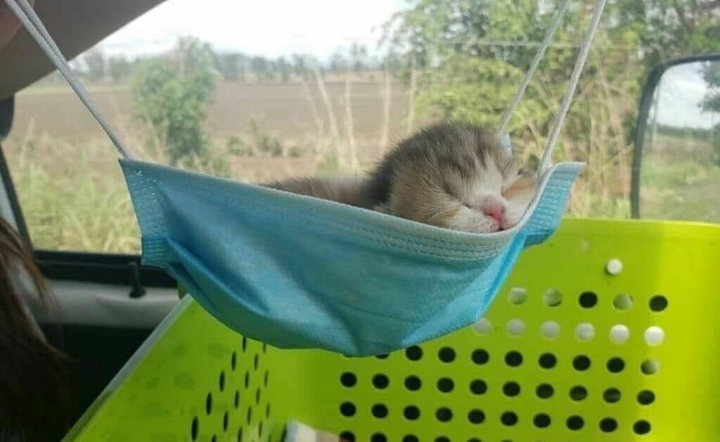 's tweet image. маска для котенка🥳💗👍