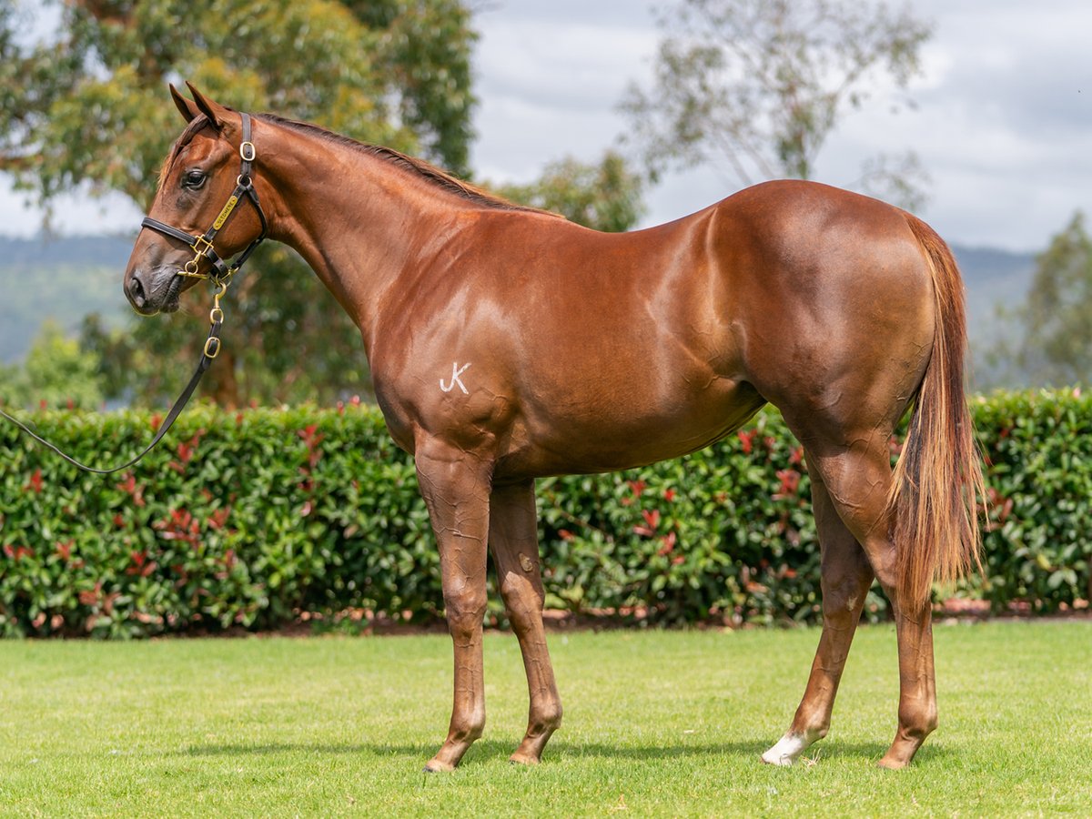 Congratulations to <a href="/CangonStud/">Cangon Stud Farm</a> on the sale of Lot 73 to Upper Bloodstock for $130K. We've still got a very nice <a href="/inglis_sales/">Inglis</a> Classic filly by Winning Rupert to offer as Lot 292 on their behalf. Like the Super One colt sold today … she's a very racy type too!