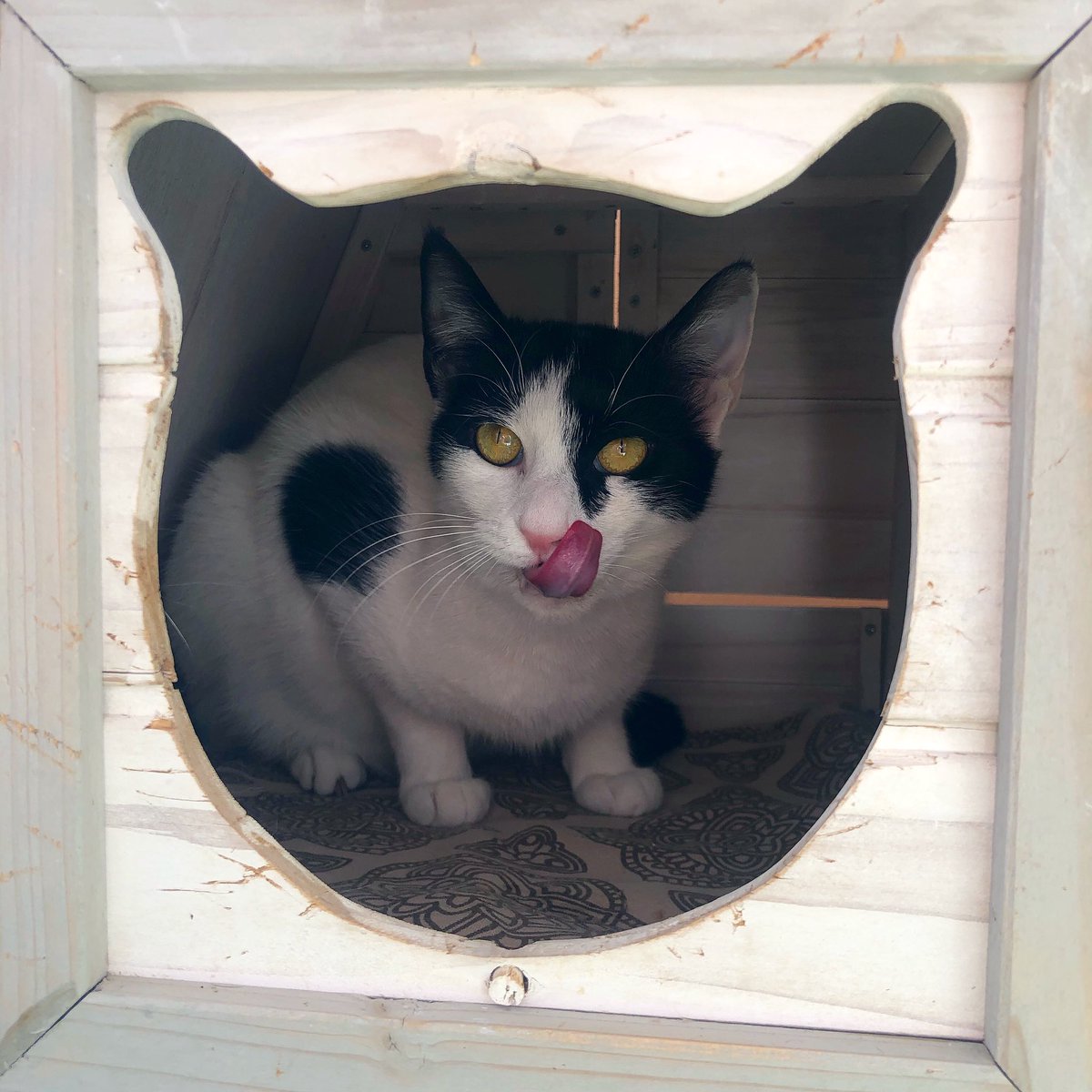 LetsbeSMART1's tweet photo. Cinnamon is a nervous little girl that needs a very calm, patient and committed home.
https://t.co/Na2zStBr63
#help #LetsBeSmartGreece #tnr #athens #LetsBeSmart #kittens #cats #animals #rescuecats #rescueshelter #adoptdontshop #adoptfoster #greekstrays #greekrescue https://t.co/Tavbhe9RZp