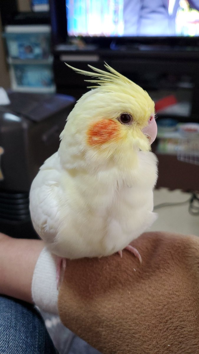 mo_fou8301's tweet photo. #東加古川#加古川
#オカメインコ保護
2021年2月7日午後２時 https://t.co/FCHk6OIqIF