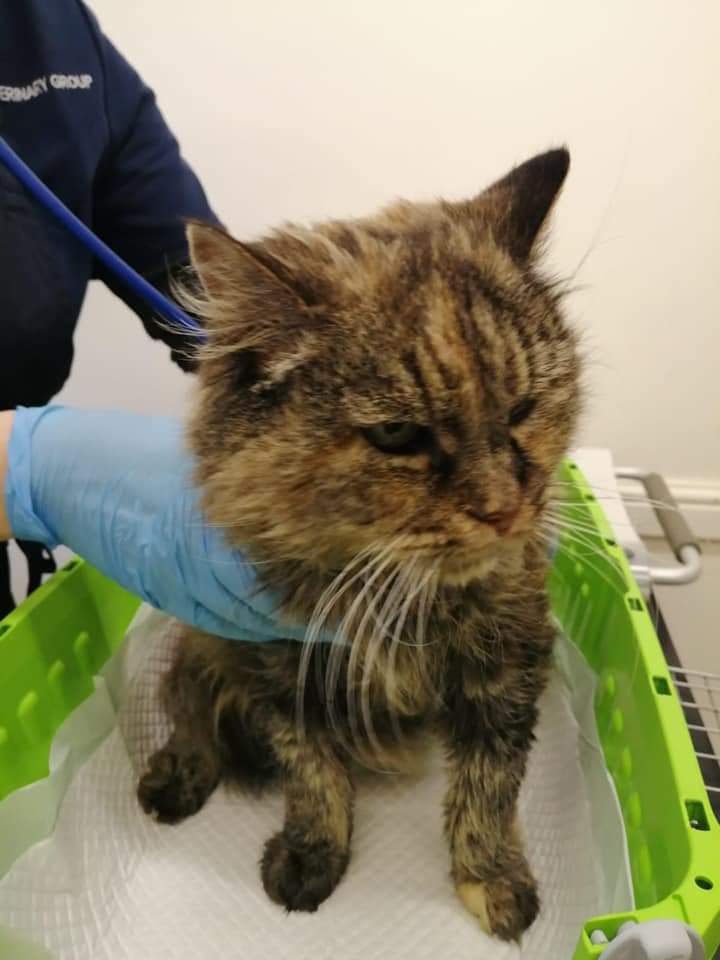 ShropsCatRescue's tweet photo. #SundayThoughts ~ It was the weekly visit to #QuarryVets on Thursday for some of the cats. Here we have Dilly looking none to pleased, Lucy, newbie Mabel & Mindy. We ensure their health is priority. Can you #donate & help pay bills
Read about the visit on
https://t.co/1VAE40N6iE https://t.co/Ite93zJXKe