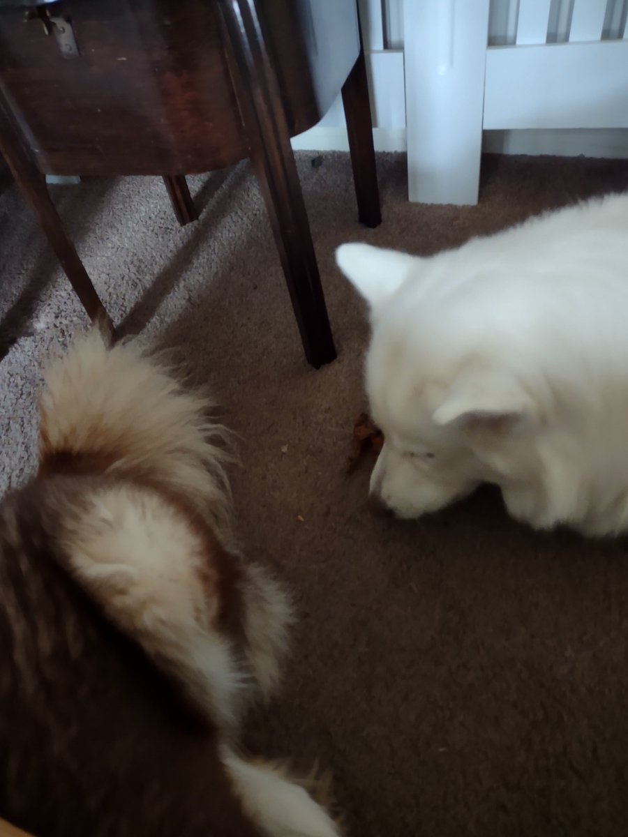 HuskyStories's tweet photo. Sunday morning treats 

Diamond has already finished her's!!!!

#siberianhusky 
#siberianhuskies
#huskylover
#dogsoftwitter https://t.co/jIEvhtIuFG