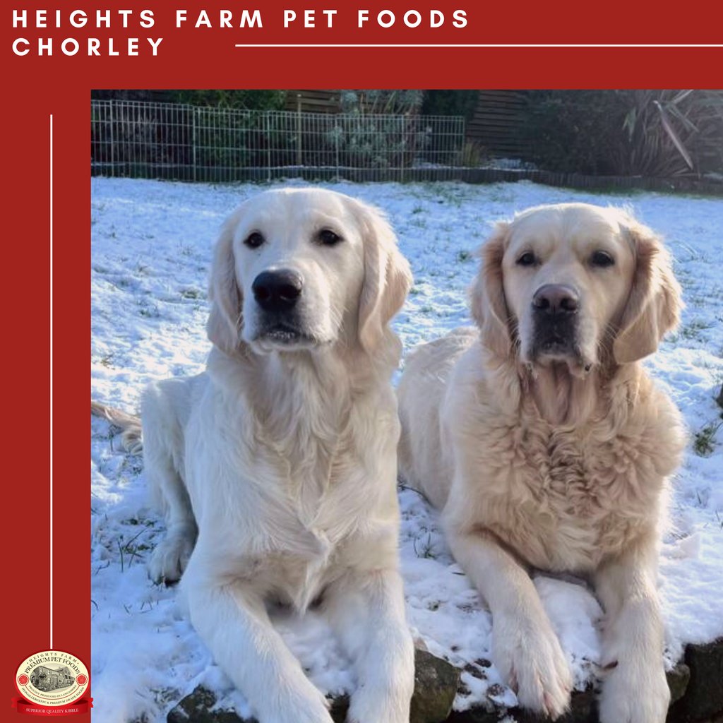 Meet Celt and Saxon, a customer for Heights Farm Chorley since 2018. 

Thank you for choosing Heights Farm Pet Foods 🐶