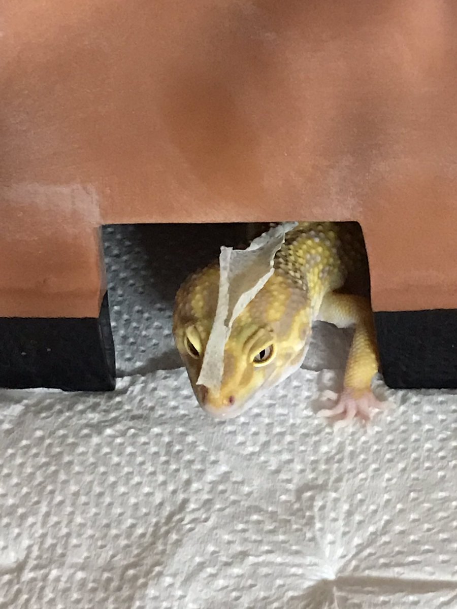 はなたれこぞう あはは さすがにここの皮は自分じゃ食べれないよね はいはい 取ってあげますよ こう言うおマヌケなところがまた可愛い ヒョウモントカゲモドキ レオパ レオパ脱皮 アプター わいるどビートル Wildbeetle 山口県 田布施町