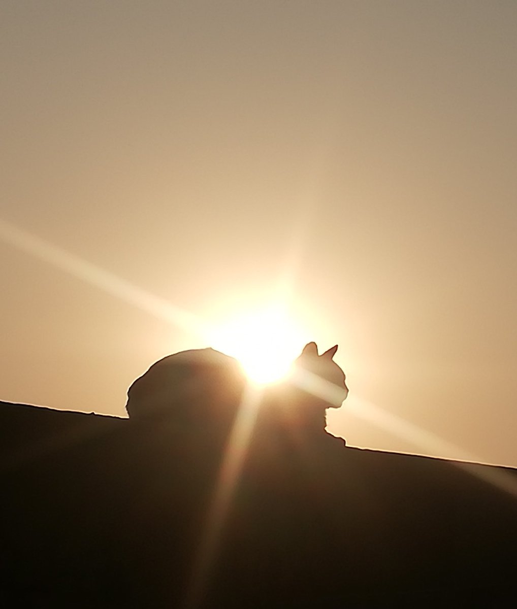 middlechildofabrownfamily tweet media