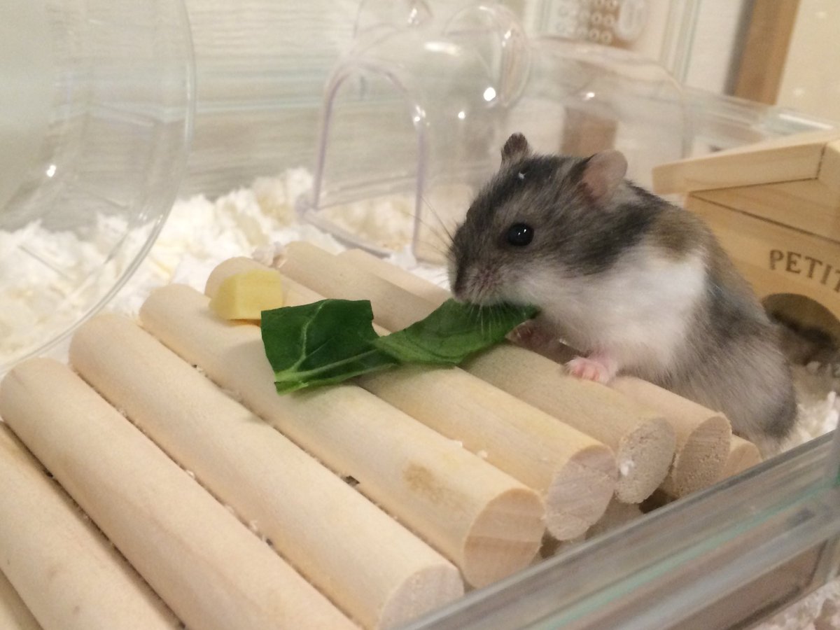 えぬこい ハムスター ジャンガリアンのハム蔵 飼育中 ハムちゃん初めての小松菜 金魚水槽久しぶりに掃除したから レイアウト変更したら良い感じなった ハムスター ハムスターのいる生活 ハムスター好きと繋がりたい えぬこい ハムスター ジャンガリアンのハム蔵 飼育中 ハムちゃん初めての小松菜 金魚水槽久しぶりに掃除したから レイアウト変更したら良い感じなった ハムスター ハムスターのいる生活 ハムスター好きと繋がりたい