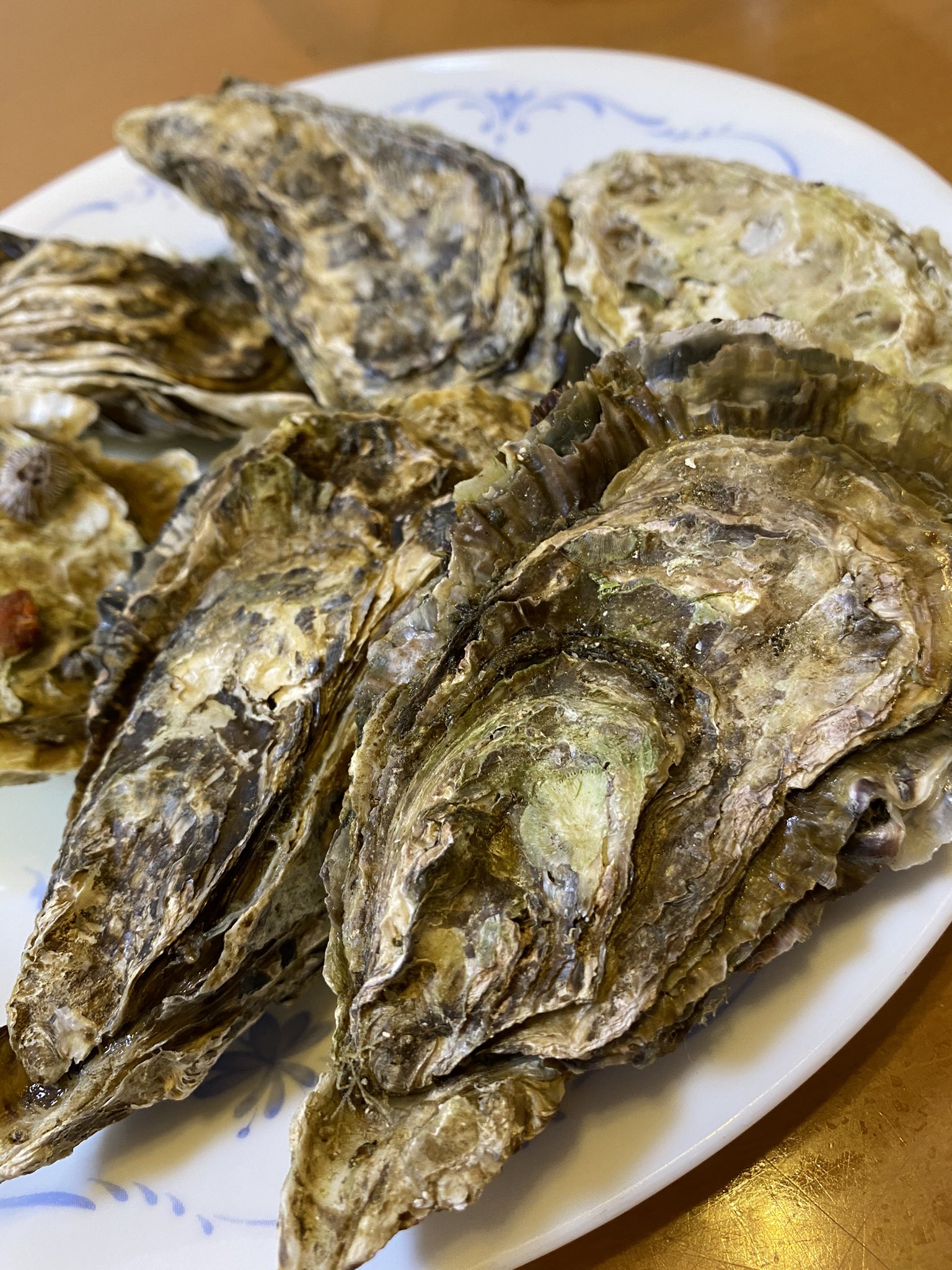 タケノコメバル釣る人
