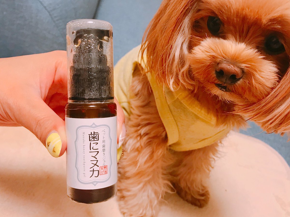 マルプー ミルキー 愛犬の口が臭くないですか 口の中に歯周病を促進する 悪玉菌 が増えている証拠ですよ ミルキーは マヌカハニーで対策しているので まったく臭くないです