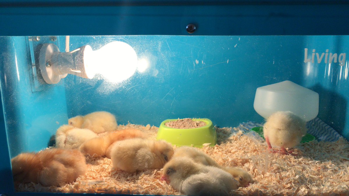 YewTreeSandwell's tweet photo. The chickens are having a Sunday afternoon nap #chickenwatch https://t.co/cQbGk7ZK1a