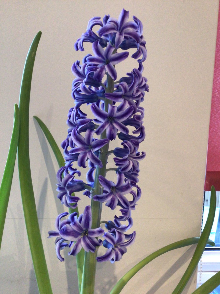 HowellsGb's tweet image. The beauty is in the detail