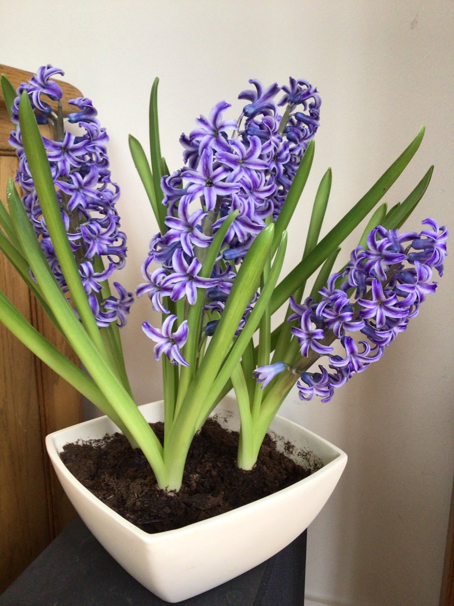 HowellsGb's tweet image. Lots of little trumpets