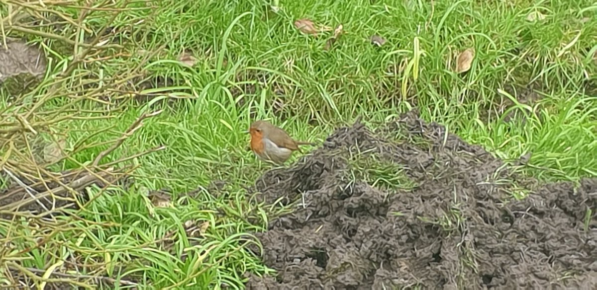 One of our volunteers was digging this morning and this little guy was delighted to hang out waiting for goodies #Rosslareharbour #Wexford