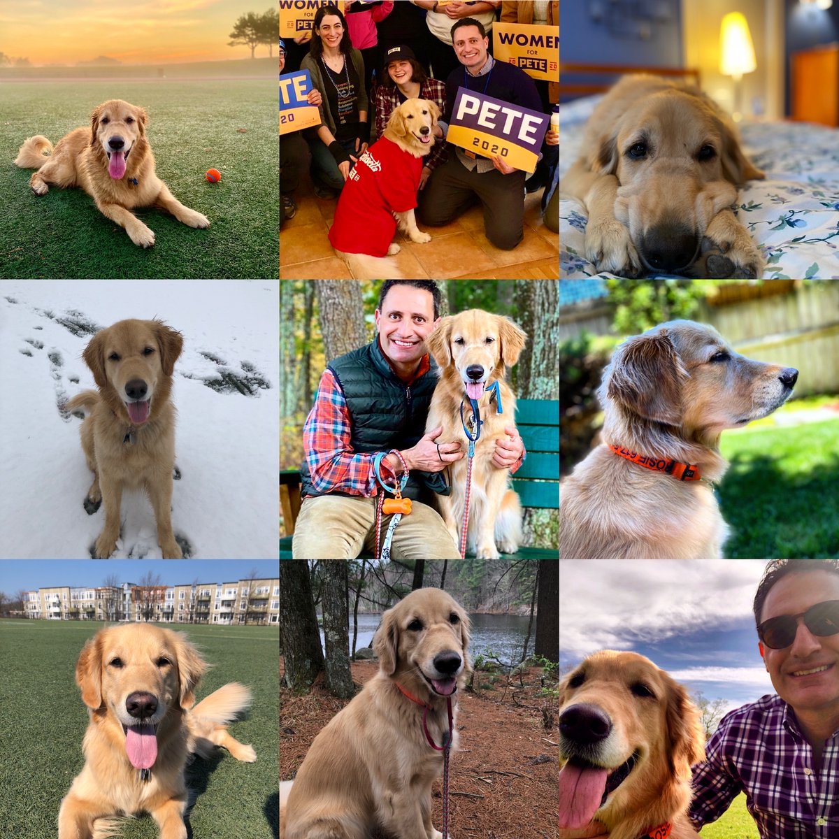 My #BFF Rosie turns 4 today! From caucusing for #petebuttigieg (yup, that was less than a year ago), to outdoor walks w/ friends, to snuggles-on-demand, Rosie has been the #COVID19 steady for me! Happy Birthday! #GoldenRetrievers @firstdogsSB #puppylove #TeamPete #SundayFunday