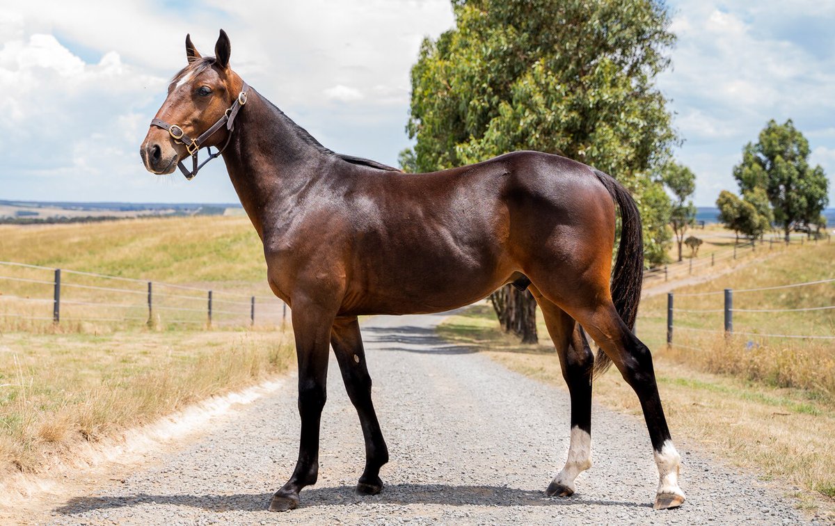Stoked to have secured this super Rock N Roll Heaven colt at the Melbourne <a href="/AustPacingGold/">APG Ltd</a> sale today

Contact me 0400 258 298 for ownership opportunities 

 apgold.com.au/apgold/assets/…