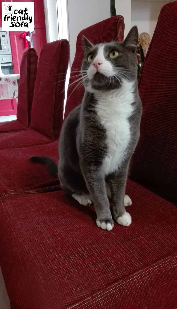 CatFriendlySofa's tweet photo. Does your cat scratch the dining room chairs? @CatFriendlySofa make them 100% cat-resistant! #catresistantchaircovers #antiscratchchair #catproofchairslipcovers https://t.co/O6inOcqUph