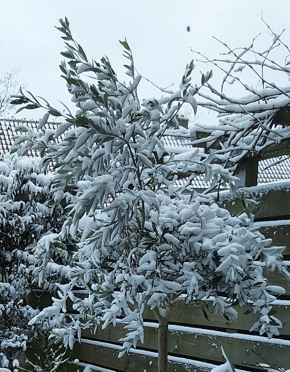 Marina Alings tweet media