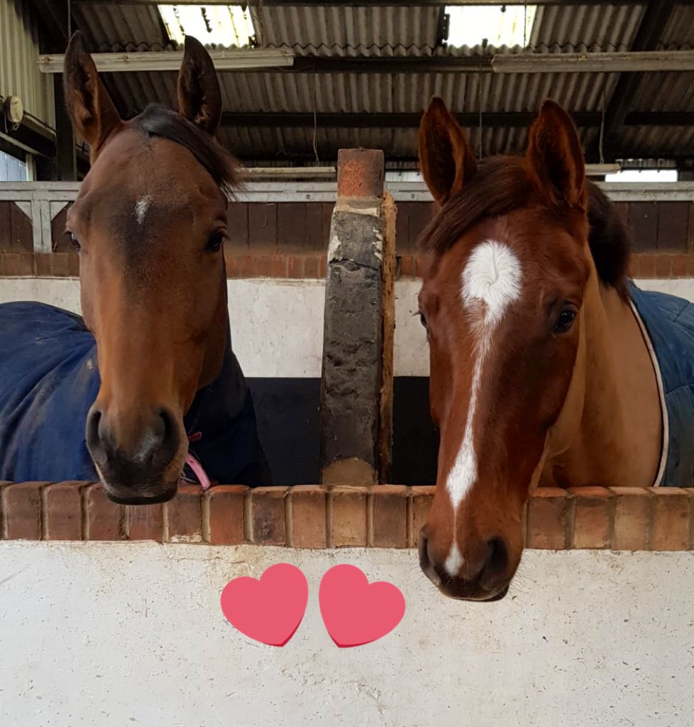 Such handsome dudes! These 2 are the first boys <a href="/McLeodSammi/">Sammi Birch</a> gets to see in the barn every morn. Def worth getting out of bed for 🛏 ⬆️ 
Aussie 🇦🇺 Dasher 🏃🏽‍♂️ on left &amp; Brit 🇬🇧 Parkfield Pumpkin 🎃 on right 
Both rising 5 and both utterly gorgeous ❤️❤️