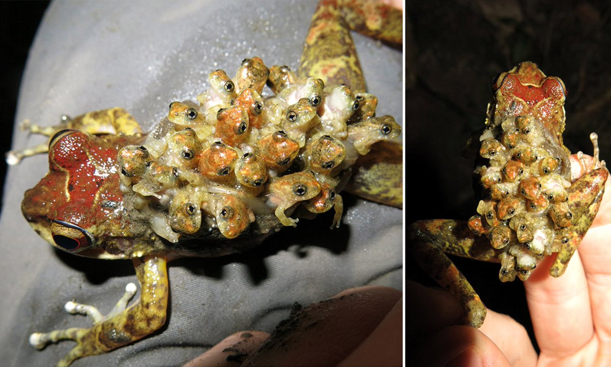 NicholasWuNZ's tweet photo. Frogs are caring mothers: A female Boulenger's backpack frog carrying her eggs on her back where the youngs develop directly. https://t.co/LZoFbFsxs9 https://t.co/ONvNId3B2f