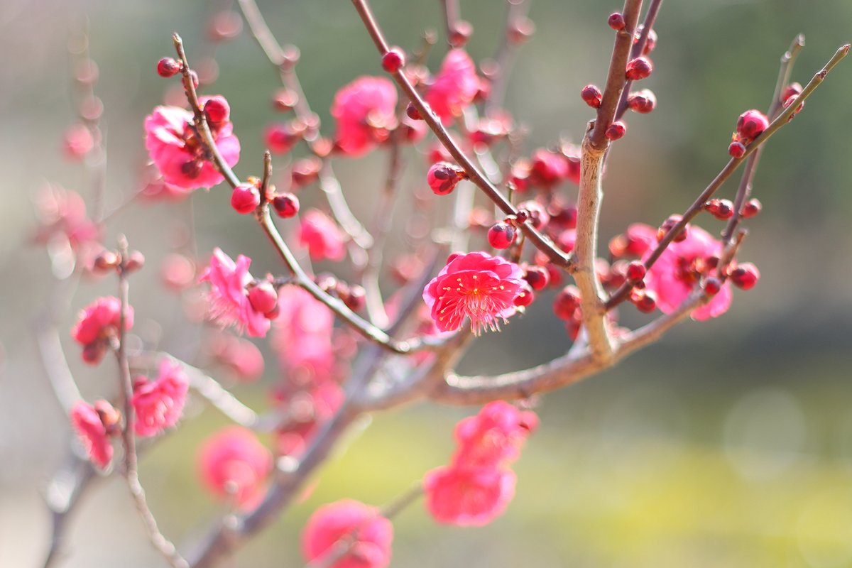 長居植物園 長居梅レポ その6 本日ご紹介する品種は 五節の舞 ごせちのまい です 枝の切り口が紅色である緋梅系 ひばいけい に分類される品種です 濃い紅色で八重咲きの花はとってもゴージャス お客様にも人気の品種です ご来園の際はぜひ