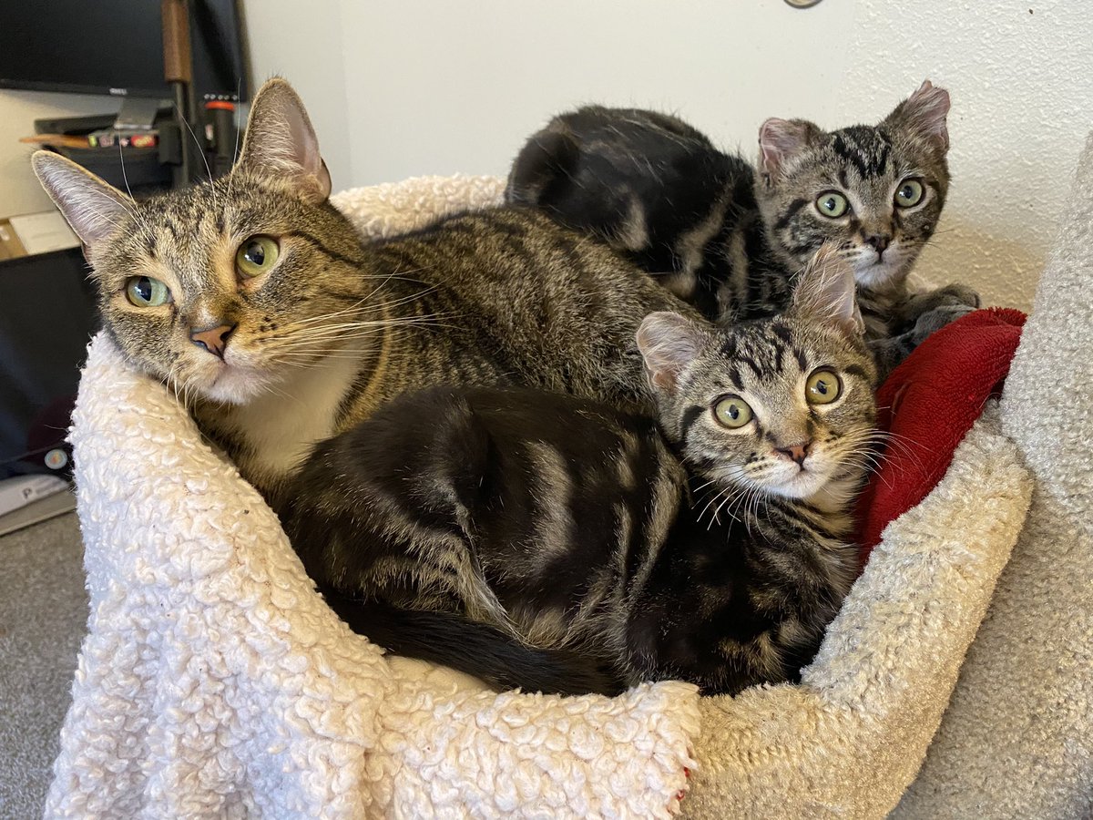 RocketCatRescue's tweet photo. A pile of very good Bois 💖 https://t.co/hjo6HcU7Sb