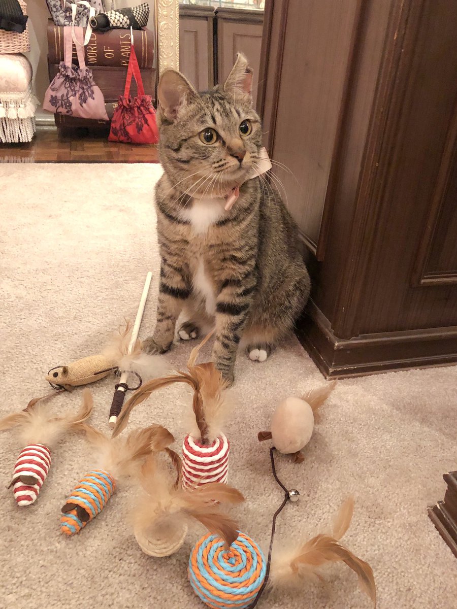 STAFF/先月のお誕生日にお客様から頂いたオモチャのセットの前で、得意げなぷぅちゃんです。
こんなにたくさん本当にありがとうございます！またぜひ会いにいらして下さい。

明日のご予約枠はまだ空きがありますので、この後もお待ちしております。