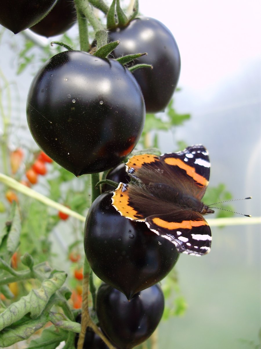 1.This thread is about cordon or upright  #tomato cultivars. The stunning colour of 'Indigo Rose' gave me the inspiration for the 1st  #TotallyTerrificTomatoFestival in 2012. The first naturally-bred, high-anthocyanin tomato,  #seed only became available to  #gardeners in early 2012>