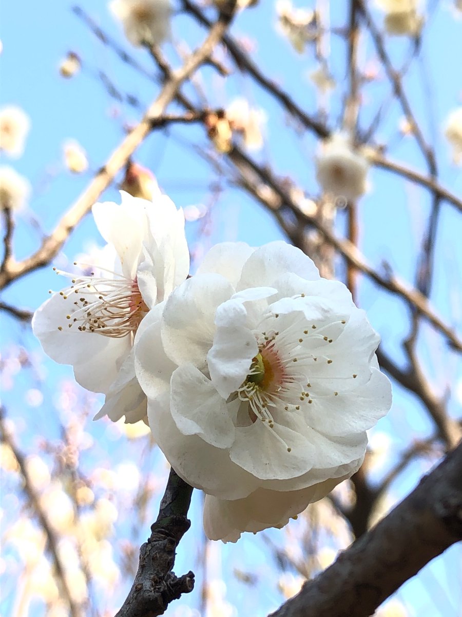 yoshida30782655's tweet photo. 青葉の森公園へ
梅を見に行きました！
まだ少し早かったけれど
たくさんの人が見に来ていました。
キレイに咲いていましたよ〜 https://t.co/7zaN5NDc0y