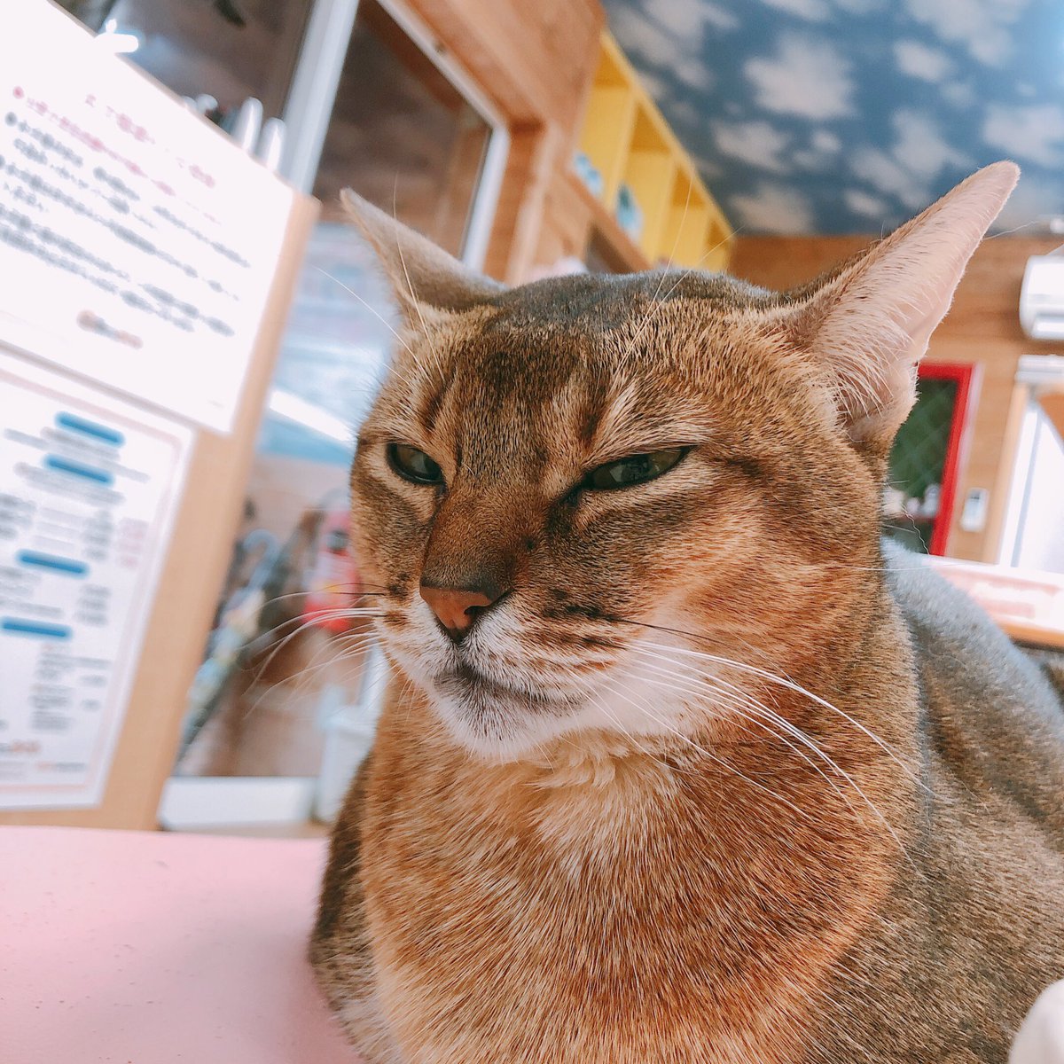 Naka A Twitter ミクちゃん 小顔で可愛いにゃんこ 猫カフェ 猫カフェちぐら 猫 アビシニアン 新潟 Naka A Twitter ミクちゃん 小顔で可愛いにゃんこ 猫カフェ 猫カフェちぐら 猫 アビシニアン 新潟
