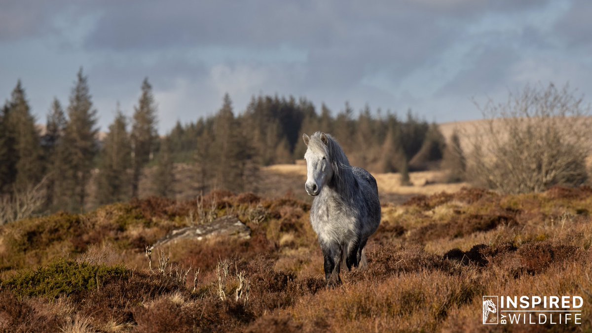 🥰Happy Sunday🥰 with <a href="/dartmoorponyht/">dartmoorponyheritage</a> herd working hard over five years conservation grazing within 450 hectares protecting biodiversity several red &amp; orange listed birds returning to the area 🥰
#inspiredbywildlife #imagesofhorses #dartmoor #conservation #biodiversity #gonative
