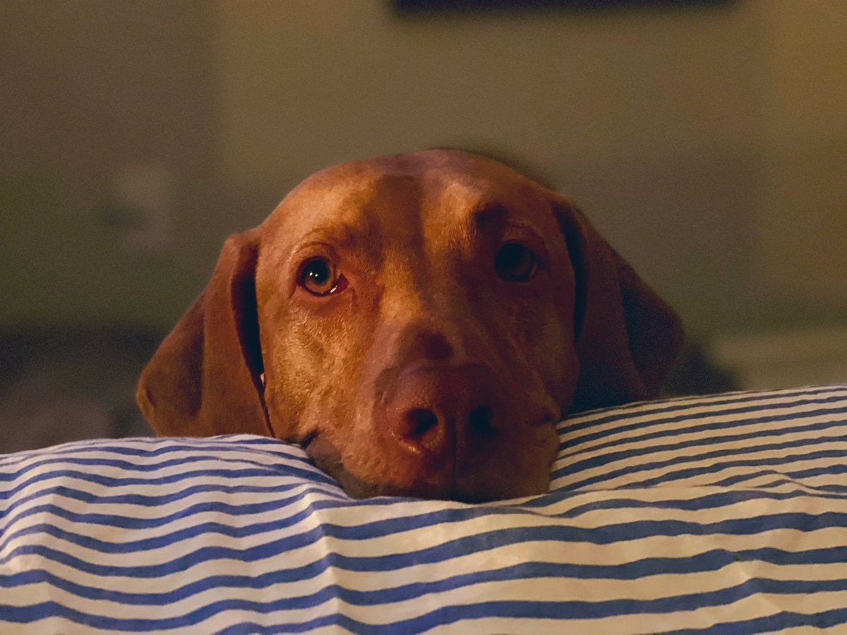 HaydenVLam's tweet photo. I think he wants to sleep on the bed lol #puppylife #doggo #flynn https://t.co/SxKQIOzCVj