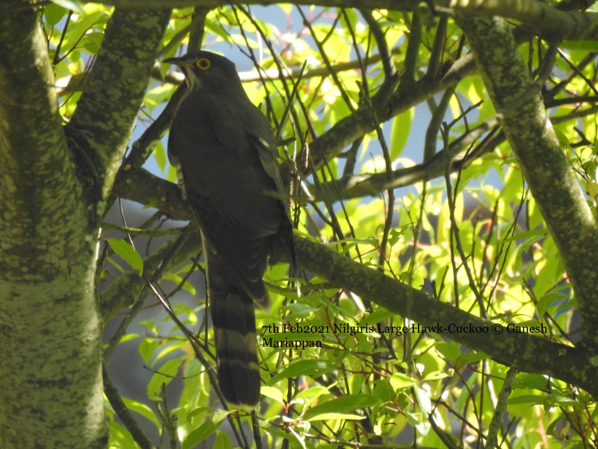 ninearches1's tweet photo. #LargeHawkcuckoo Today's morning walk clicks  #Bird #Birds @orientbirdclub @Team_eBird
 #WonderfulWildlife #birdwatching #birdphotography #NaturePhotography #BBCWildlifePOTD @MacaulayLibrary @Avibase   @ThePhotoHour https://t.co/nYJkkVYWH2