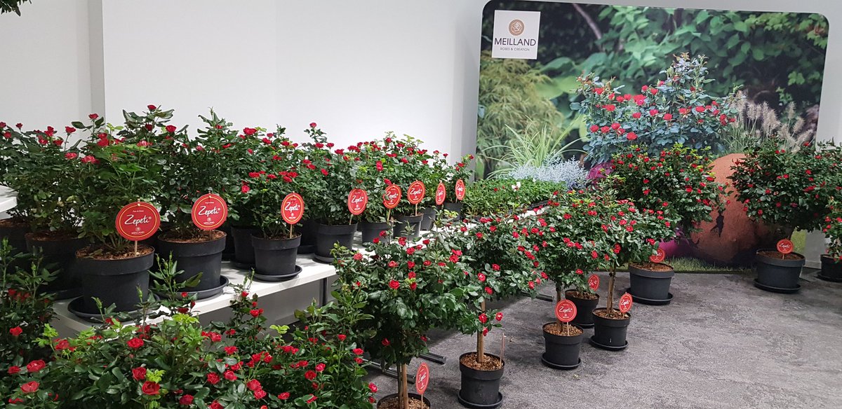 Matthias MEILLAND (@meilland_roses) on Twitter photo <a href="/MissionAvec/">Mission patrimoine avec Stéphane Bern</a> <a href="/bernstephane/">Stéphane Bern</a> <a href="/fond_patrimoine/">Fondation du patrimoine</a> @FDJ <a href="/gazettepatrim/">La Gazette du Patrimoine</a> <a href="/rosesmeilland/">Meilland Richardier</a> Et oui, les roses et leurs créateurs sont un patrimoine, et beaucoup sont Français et s'exportent bien <a href="/MissionAvec/">Mission patrimoine avec Stéphane Bern</a> <a href="/bernstephane/">Stéphane Bern</a> <a href="/fond_patrimoine/">Fondation du patrimoine</a> @FDJ <a href="/gazettepatrim/">La Gazette du Patrimoine</a> <a href="/rosesmeilland/">Meilland Richardier</a> Et oui, les roses et leurs créateurs sont un patrimoine, et beaucoup sont Français et s'exportent bien