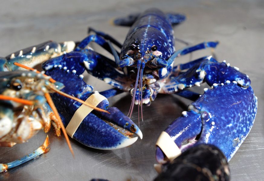 Sad news as #Brexit causes Baron Shellfish of #Bridlington to close it's doors after 40 years of exporting #lobsters and #crabs to the #EU
facebook.com/groups/9101062… #BrexitReality #fishing #seafood #trade