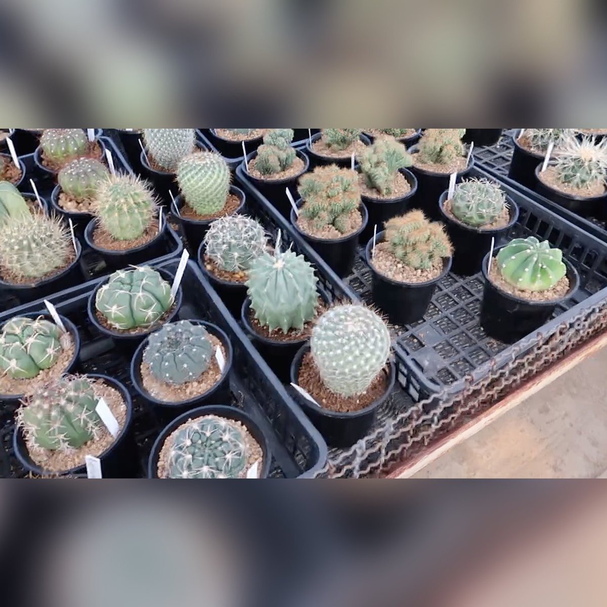 めぐちゃん様専用◇多肉植物 セキエイ 第一ネット www.shelburnefalls.com