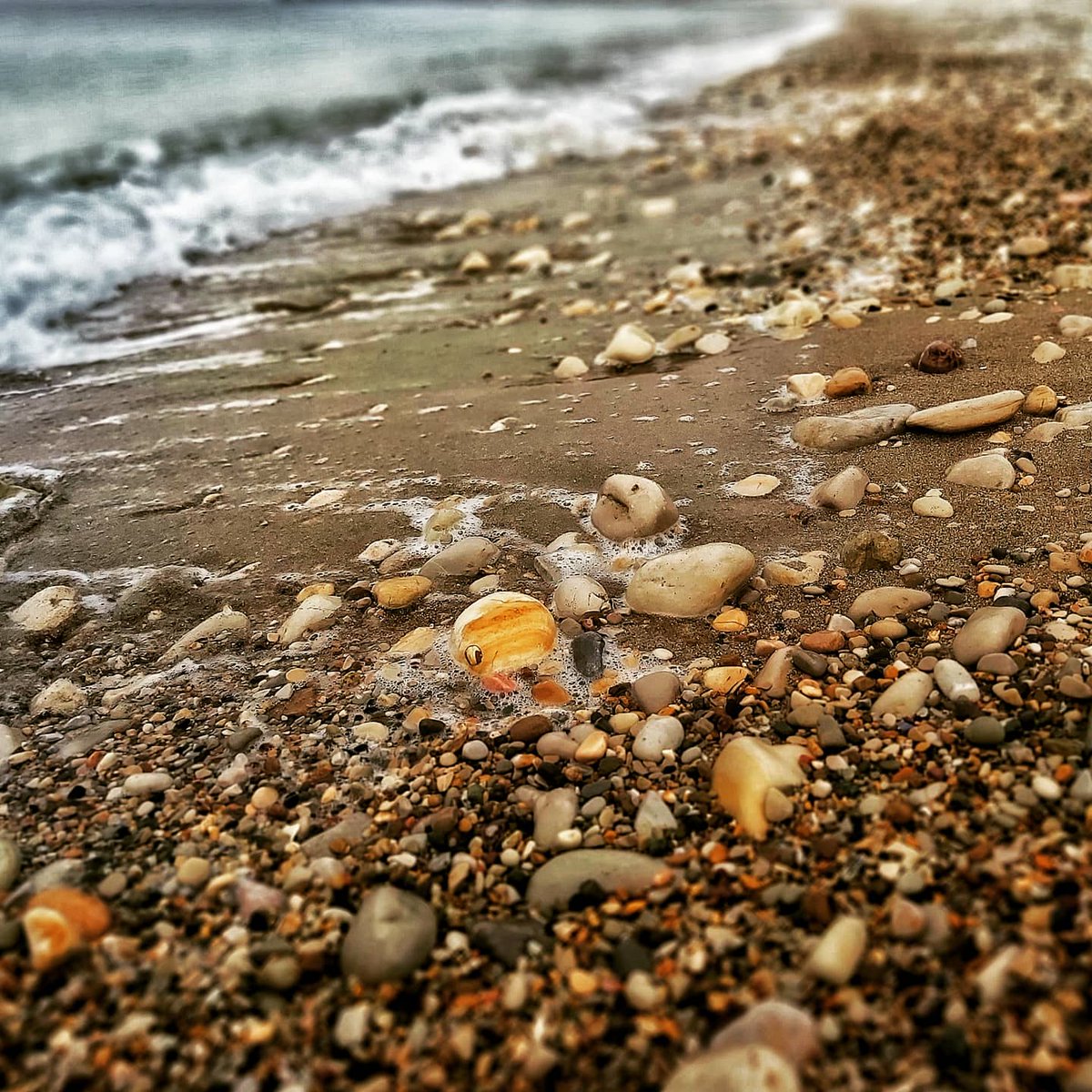 zeynox's tweet photo. Deniz kenarΔ±nda kayΔ±p balΔ±k #Nemo buldum, sahile vurmuΕ... #ifoundnemo #iseestories https://t.co/WP8JzvF5Dq