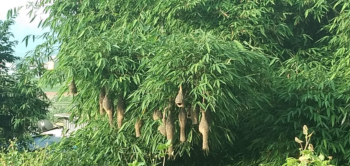 DharamUprety's tweet photo. The habitat of #engineerbird has now collapsed by engineer in duty. #Urbanecosystem has significant role to play in regulating urban environment; but at risk extinction due to rapid urbanisation and not considering eco-city approach @UrbanRiskHub https://t.co/kPtQg4s7mz