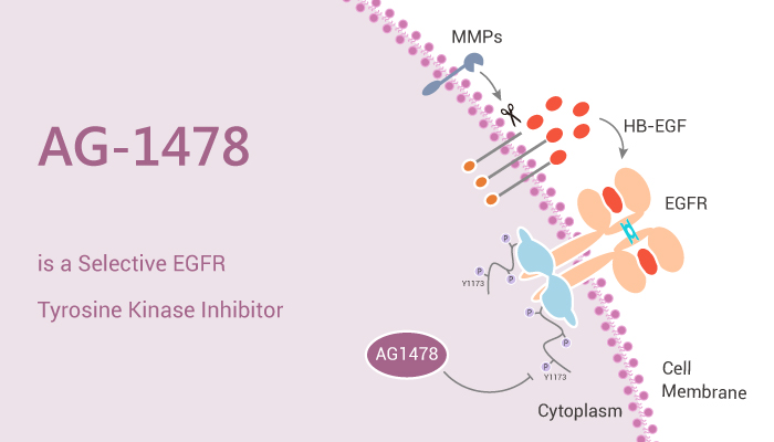 MedChemExpress's tweet photo. AG-1478 (Tyrphostin AG-1478) is a selective #EGFR tyrosine kinase #inhibitor with IC50 of 3 nM. AG-1478 has antiviral effects against #HCV and #encephalomyocarditis virus (#EMCV). #drugdiscovery. https://t.co/VLuS9cKqFD https://t.co/akXNsLrJ2E