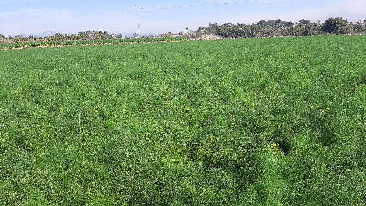 Seguim plantant les cultius de la primavera, com l’api-arrel o la col xinesa, mentre collim les de l’hivern, la romanesco i la resta de cols, i darrere de nosaltres Ramon i les seues ovelles menjant-se el rastroll per a poder preparar el camp per a les collites de l’estiu
