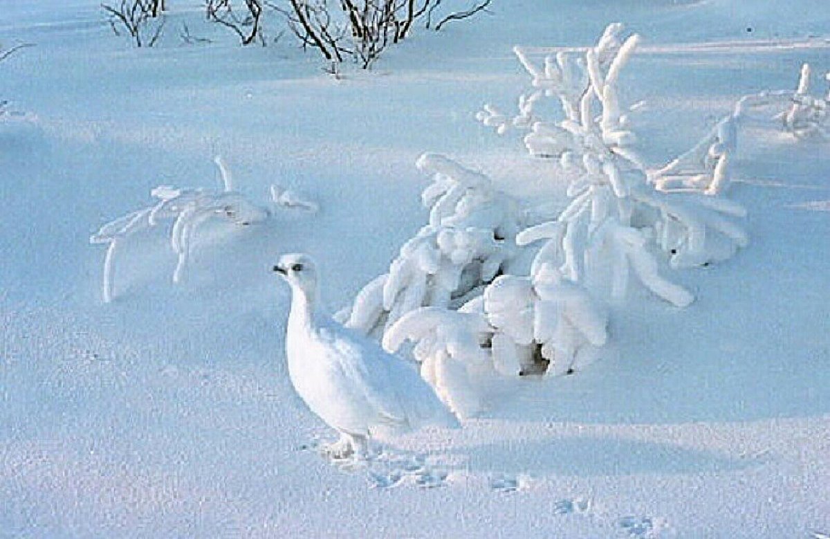 День белоснежных птиц 14 января. К зиме белая куропатка заяц глухарь. К зиме белая куропатка заяц глухарь. Стаи белых куропаток. Белая куропатка зимой.