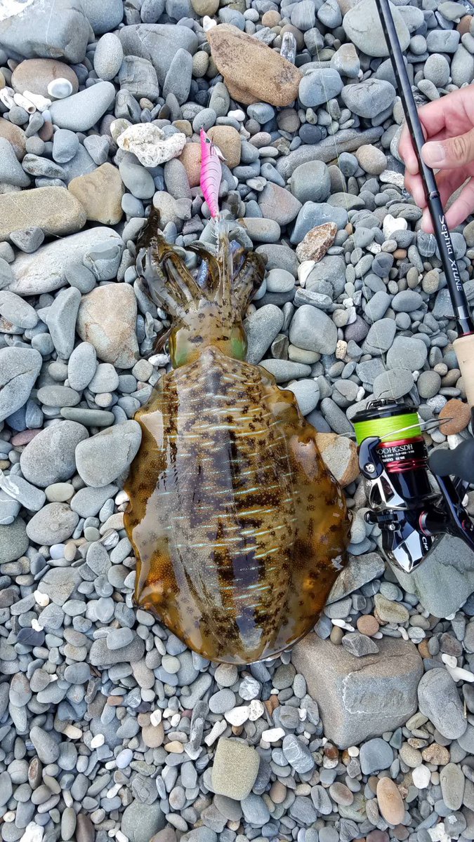 エメラルダスラトルタイプs エメラルダスラトルタイプs