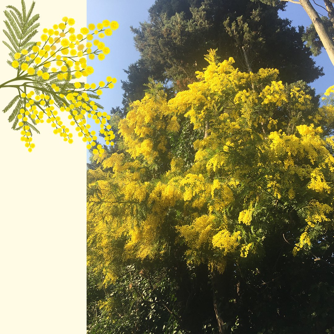 ⁣SSM Bahçe’de hoş kokusu, içimizi açan capcanlı rengiyle mimozalar açtı 💛 Herkese iyi pazarlar!