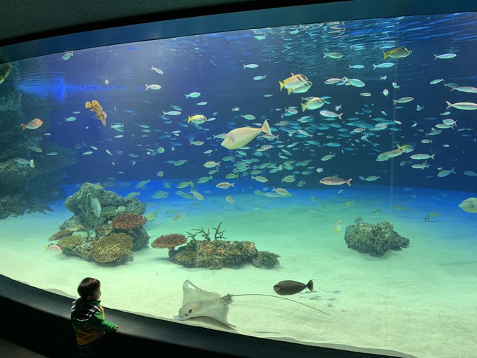 Twitterで楽しむ水族館のtwitterイラスト検索結果