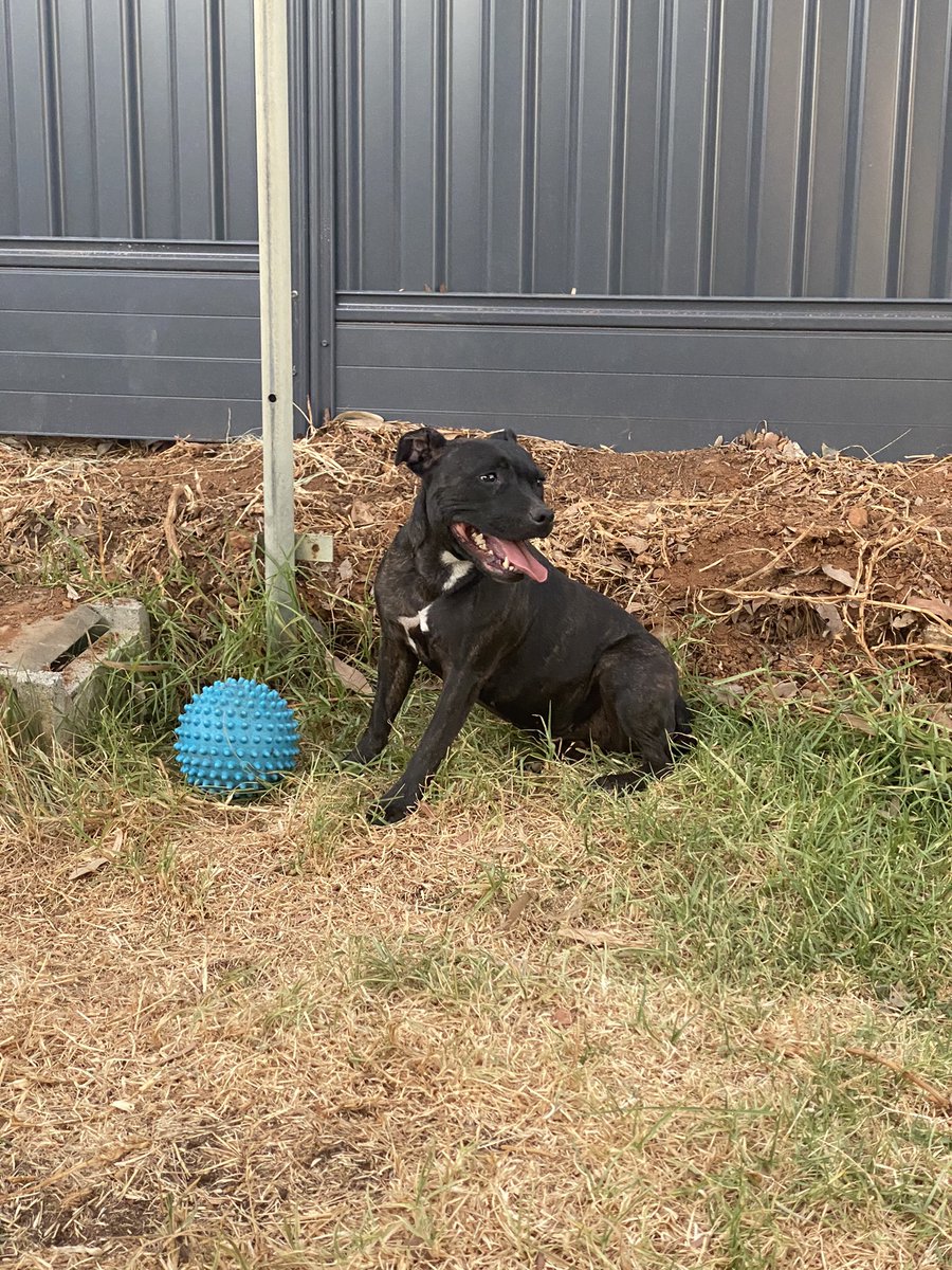 StaffyPatrol's tweet photo. Ruby here! Whoah time to crush this COVID ball once again pals ๐ฆ ๐พ where my play pals at? ๐ Jager canโt keep up ๐ send in zee dogs ๐ถ๐คช happy Sunday funday ๐พ
#staffypatrol #ruby #covidsafe #covid_19 #crushit #fetch #sendinthedogs #sundayfunday #dogsoftwitter https://t.co/VIY4WtvoTZ