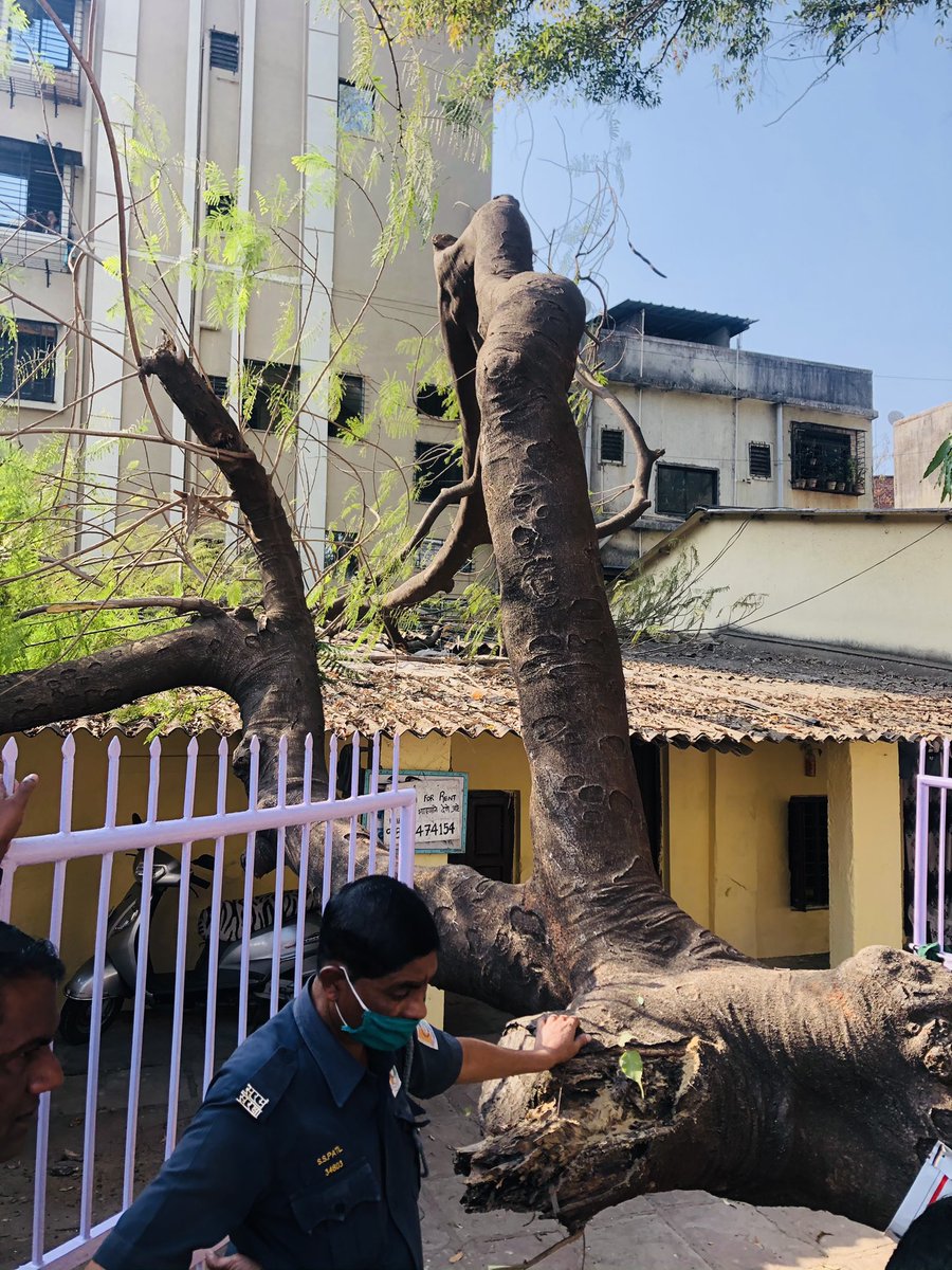 AgreRohini's tweet image. @NMMCCommr @NMMConline after multiple written complaints about the tree leaning in there were no action taken and today the same tree fell in our compound suddenly, our roof and gate has seen great loss and damage. Fire dept is already on site.
